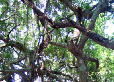 月老树是什么树 又叫什么名字