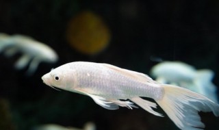 鱼肉暂时不吃该怎么保存 买的鱼暂时不吃如何保存