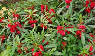 凤仙花泡酒的制作过程 凤仙花怎么泡酒