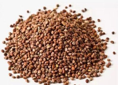 青菜种子栽种步骤 青菜种子怎么种植方法