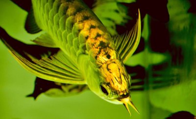 金龙鱼是什么鱼 金龙鱼是什么鱼种有哪些饲养方法