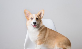 小狗冬天怎么养才能养活 小狗冬天的养法