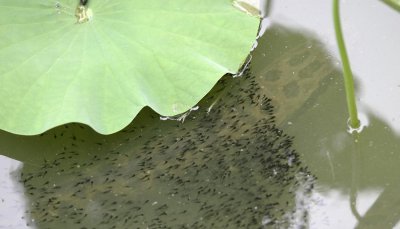 黑鱼是什么鱼 黑鱼的品种性质、生活习性及食用价值