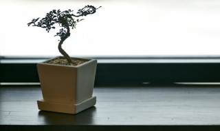 新房摆什么植物好 新房放哪些绿植比较好