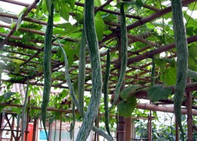 生吃的做法 蛇瓜可以生吃吗