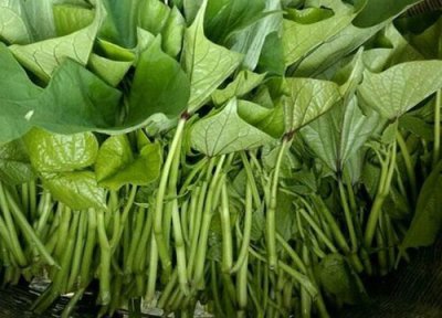 红薯藤如何保存到第二年种植 冬天能储存到明年再种吗