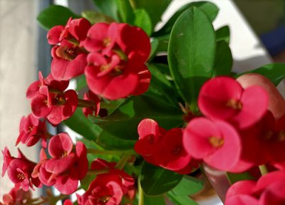 虎刺梅花长什么样 大花虎刺梅和小花的虎刺有什么区别