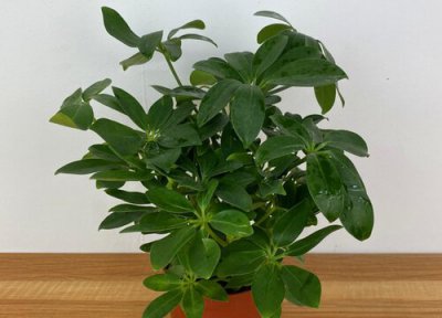 鹅掌柴怎么修根 鹅掌柴需要修根吗