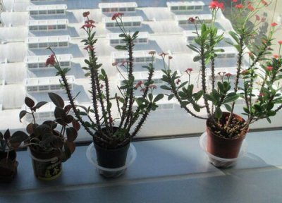 海棠花适合大盆还是小盆 玻璃海棠用大盆好还是小盆好?