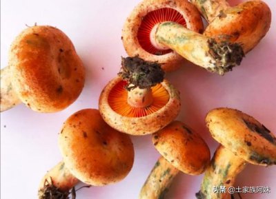 秋天有什么野菜可以挖 农村地里挖的乡间野菜是什么菜