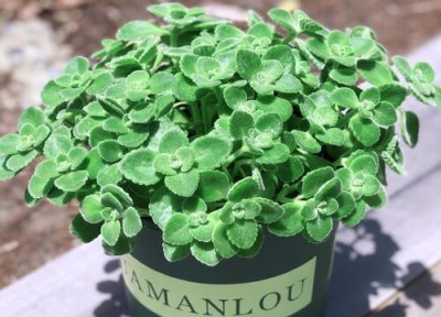 一抹香开花吗 开花是什么样子的