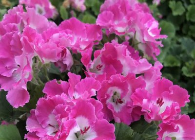 天竺葵如何完美度过夏天 盆栽天竺葵度夏养殖四大妙招