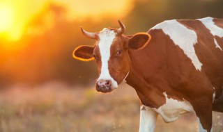 属牛人性格特征和脾气 属牛的人性格特征和脾气介绍