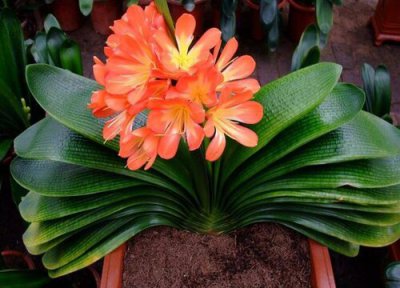 君子兰移栽时间 君子兰什么时候移栽最好