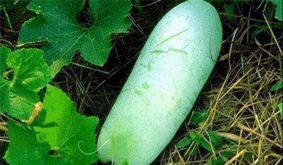 冬瓜高产施肥的正确方法 冬瓜怎么管理施肥才能丰收