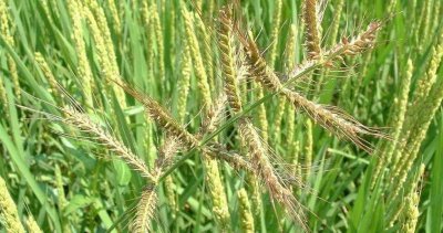 水稻田里的稗草怎么除掉 水稻除稗草用什么除草剂防治