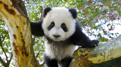 国宝大熊猫的资料介绍 大熊猫从凶猛的食铁兽变成国宝