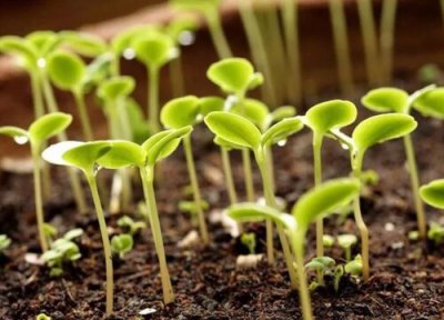 菠菜催芽方法 浸种催芽快的绝招