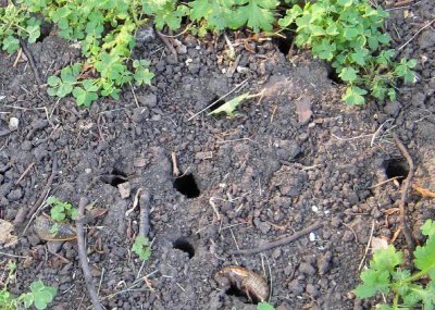 蝉是怎么发声的简短 蝉在地下生活十多年的经历