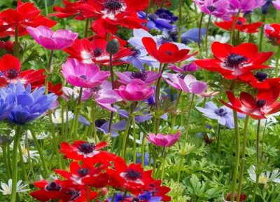 银莲花的花期时间 银莲花花期是什么时候