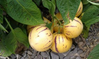 新鲜的人参果怎么保存 新鲜的人参果的保存方法介绍