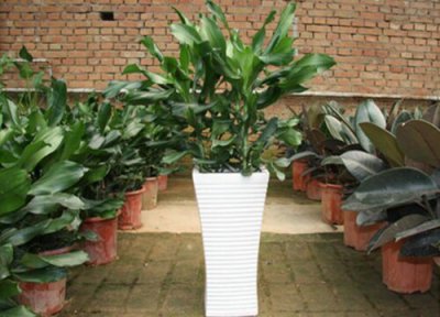 冬季给植物换盆 冬季植物换盆方法