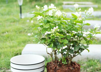 盆栽茉莉怎样过冬 盆栽茉莉花冬天怎么养枝条壮实好过冬