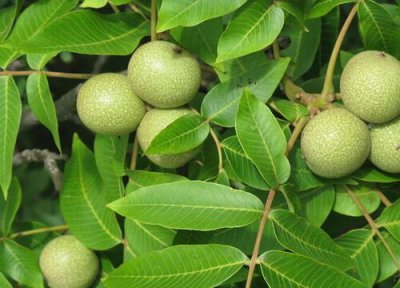 核桃树开花是什么样子 开的什么颜色花