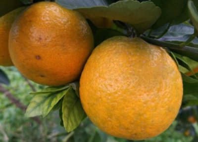 广柑成熟时间 广柑什么时候成熟