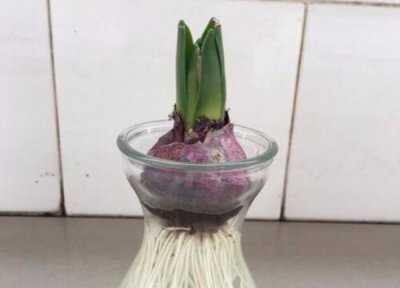 陶罐种植哪种绿植 小口陶罐适合种什么植物