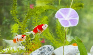 水草的种植方法 水草怎么种