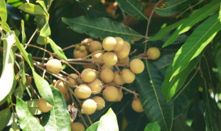 龙眼冬天怎么浇水 龙眼树怎么浇水