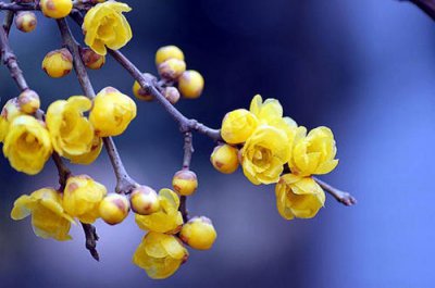 腊梅扦插时间 腊梅扦插生根最快方法