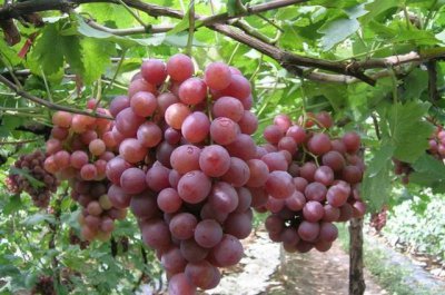 葡萄施什么肥料可开花结果多 葡萄树苗全年施肥一览表