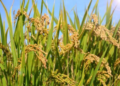 水稻是自花传粉还是异花传粉 水稻花的主要传粉方式