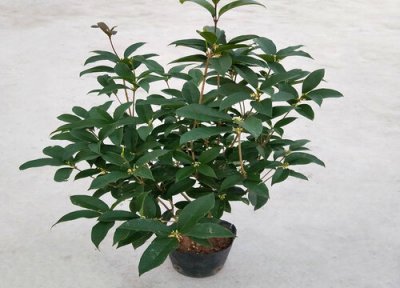 北方桂花盆栽养殖方法 北方桂花树怎么养护才长得好