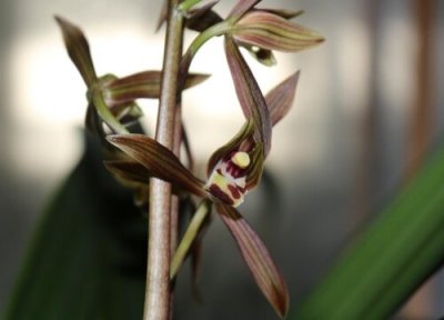 兰花开花时如何养护 兰花如何养护出好状态