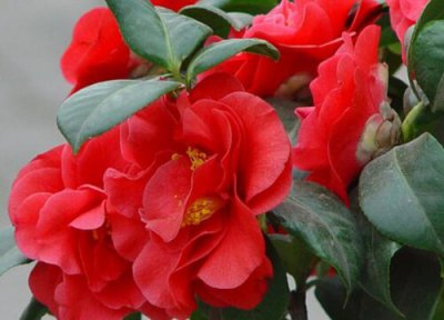 耐冬花生长习性 耐冬花的养殖方法和注意事项有哪些