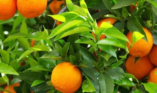 橘子是什么 橘子的介绍