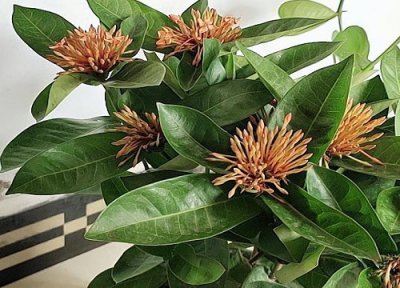 龙船花有毒吗可以在室内养吗 能室内盆栽养殖吗