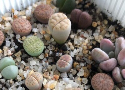 屁股花徒长了怎么办 屁股花徒长是什么样子