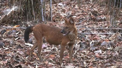 豺是什么动物 豺现在主要生活的地区有哪些特征
