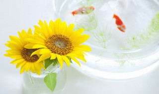 生日适合送男生什么花束 男生生日送什么花比较好