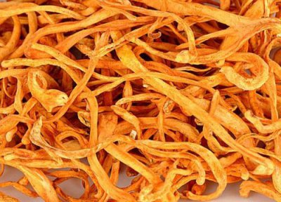 虫草花和冬虫夏草的区别 虫草花与冬虫夏草一样吗