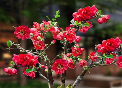 海棠耐寒多少度 冬天海棠花能在室外过冬吗