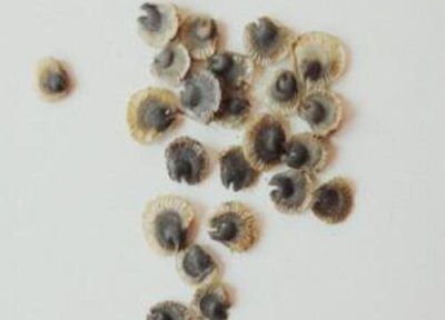 蜀葵花什么时候播种 蜀葵花什么时候播种最适合