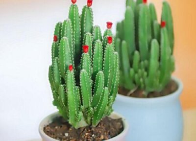 多肉冬天会长花剑吗 多肉植物长花剑是什么原因