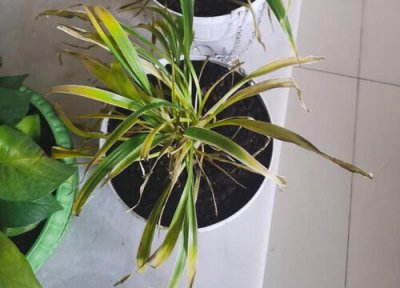 吊兰叶子中间发黑断裂 吊兰叶子变黑变腐烂是什么原因