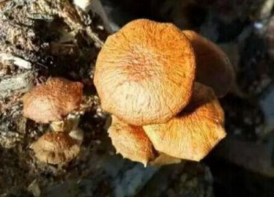 滑子菇生长周期 滑子菇的生长周期是多长时间