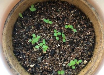 草莓种子的种植方法及管理 什么时候种植最好